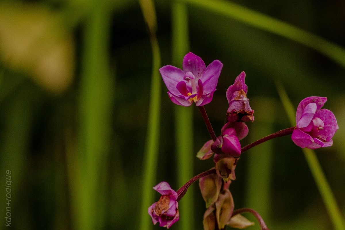 Philippine Orchid / Philippine Ground Orchid