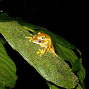 Lemur Leaf Frog
