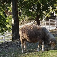 綠光森林富野綿羊牧場