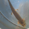 baby dusky salamander