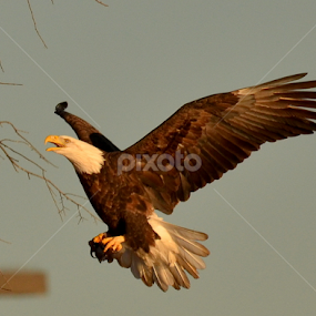 Flying in by Nick Cancilliere - Animals Birds