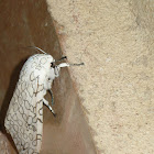 Leopar moth polilla leopardo