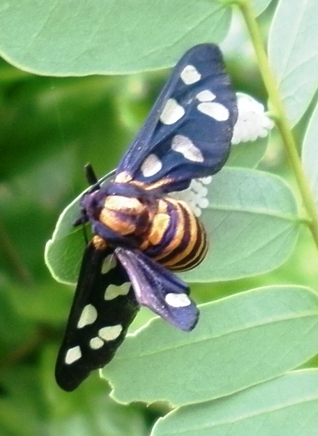 Wasp Moth