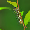 Rustic Caterpillar