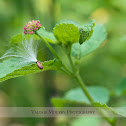 Milkweed