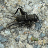 Black Field-cricket nymph