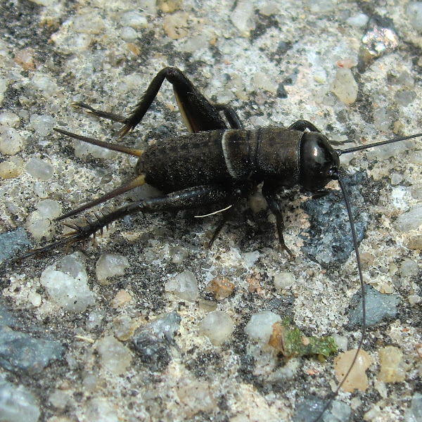 Black Fieldcricket nymph Project Noah