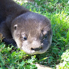 South American River Otter