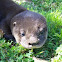 South American River Otter