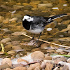 Pied wagtail