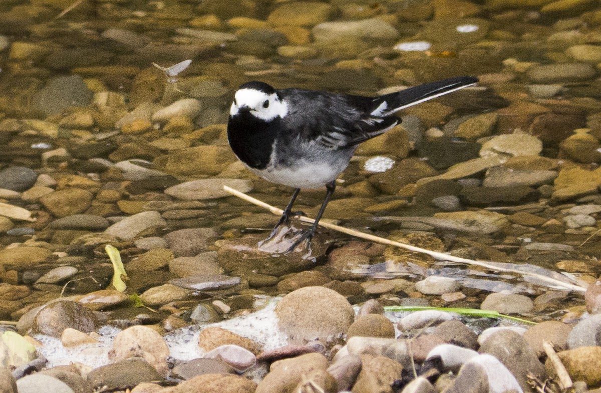 Pied wagtail