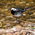 Pied wagtail