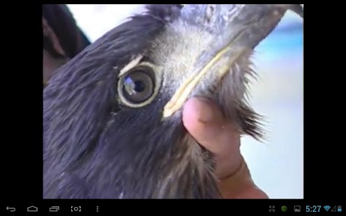 Download Eagle Nest Cam APK