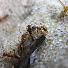 Ant