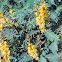Cassia shrub