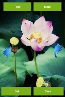 Free Download Lotus Flower Wallpapers APK