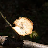 winter polypore