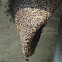Bee hive