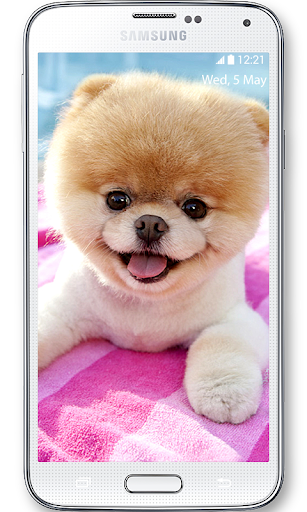 【免費個人化App】Boo Cutest Dog Wallpaper-APP點子