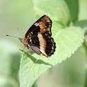 Bordered Patch