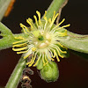 Multi-flowered Passionflower
