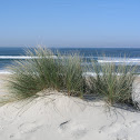 European beachgrass