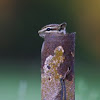 Red-Tailed Chipmunk