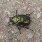 Rose Chafer / Zlatni konjic