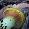 Cortinarius viridirubescens