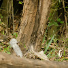 Indian Palm squirrel
