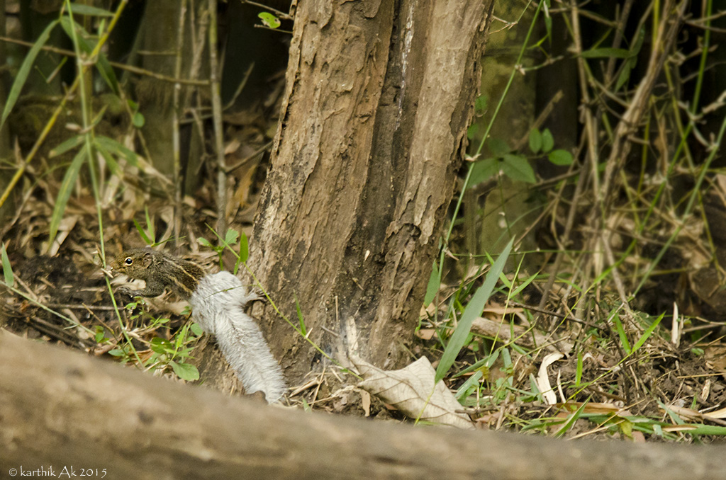 Indian Palm squirrel