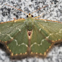 Geometer Moth