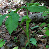 Jack in the pulpit