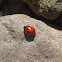 Ladybird beetle