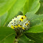 Figure of Eight Caterpillar / Sovica plavac gusjenica