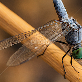 by Ken Bruce - Animals Insects & Spiders