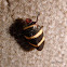 Splittle Bug