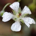 Geranium