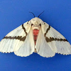 Noctuidae