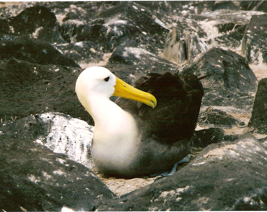 Galapagos (waved) albatross