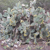 Big cactus (5 meters high)