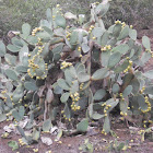Big cactus (5 meters high)