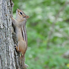 Eastern Chipmunk