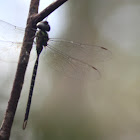 Swamp Darner Dragonfly