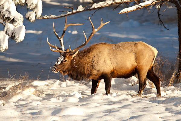 Elk Wapiti Project Noah