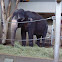 Asiatischer Elefant