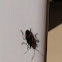 Boxelder Bug