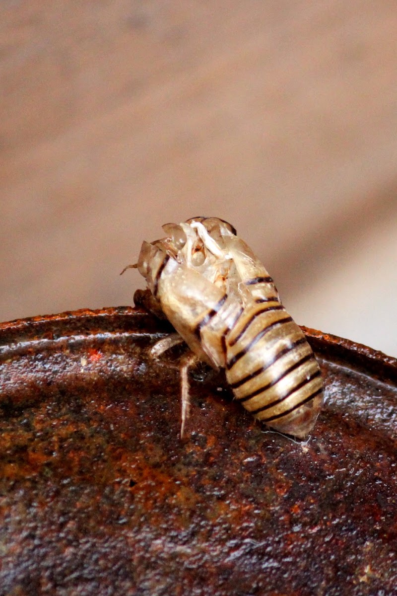 Cicada Shed Skin