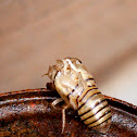 Cicada Shed Skin