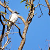 Large Cuckoo shrike